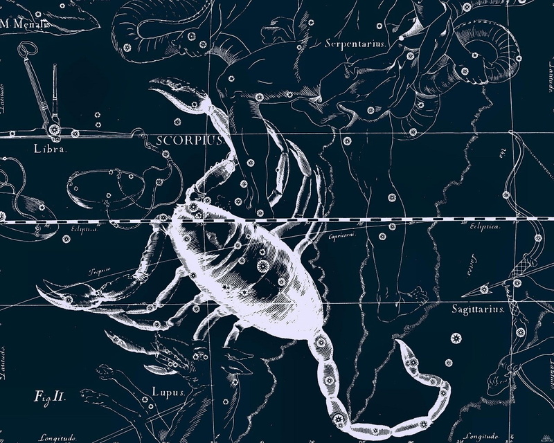 one animal, animal, night, invertebrate, close-up, animal wildlife, insect, marine, no people, scorpions, stars, fragility, black background, animal themes