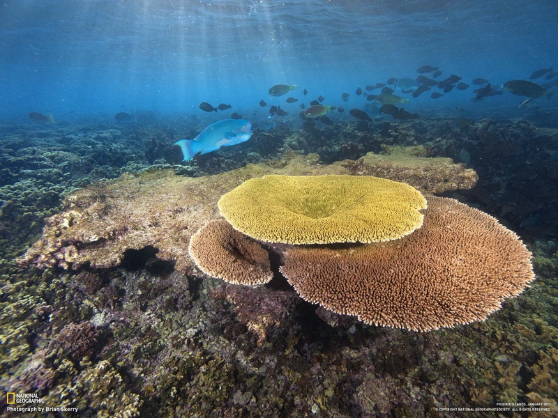 animals in the wild, National Geographic, animal wildlife, beauty in nature, animal, fish, vertebrate, coral, sea, undersea, 720P, water, nature, ecosystem