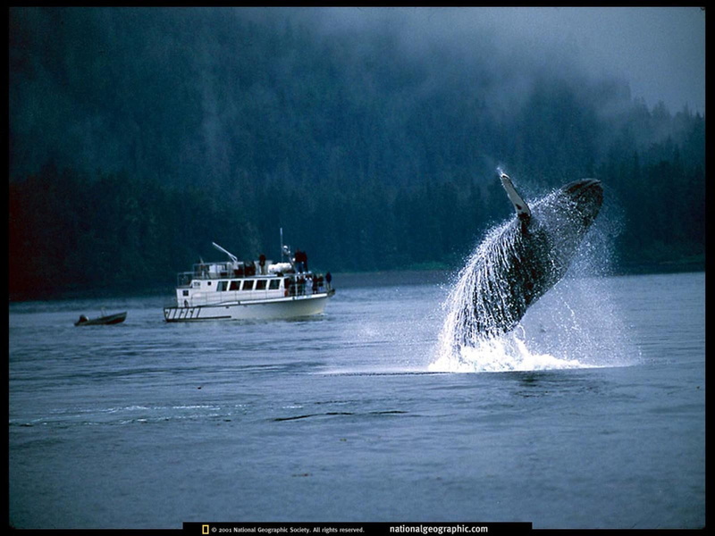 black, frame, 720P, picture, whale, blue, national, fishes, geographic, white, background, whales