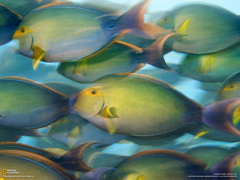 sea life, close-up, large group of animals, undersea, no people, fish, underwater, animals in the wild, sea, group of animals, marine, 720P, water, nature