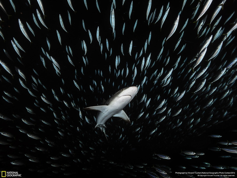 vertebrate, swimming, beauty in nature, National Geographic, underwater, animal, black, animals in the wild, motion, white color, nature, floral, 720P