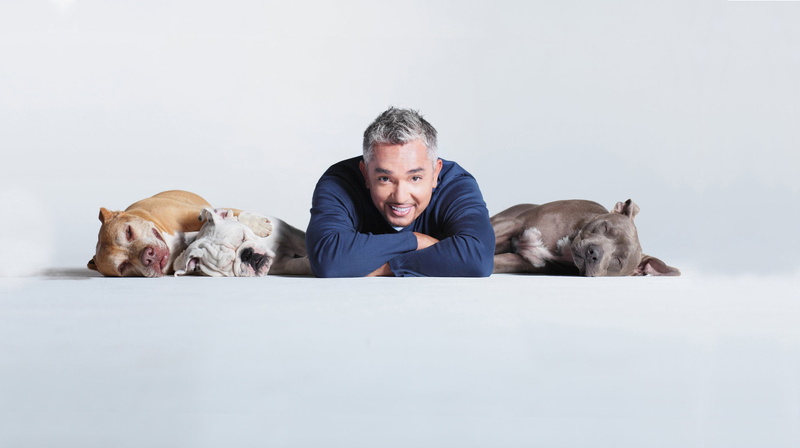 puppy, fraud, studio Shot, purebred Dog, trainer, pet owner, one Animal, dogs, lying Down, hoax, looking at camera, people, males, one Person, color Image