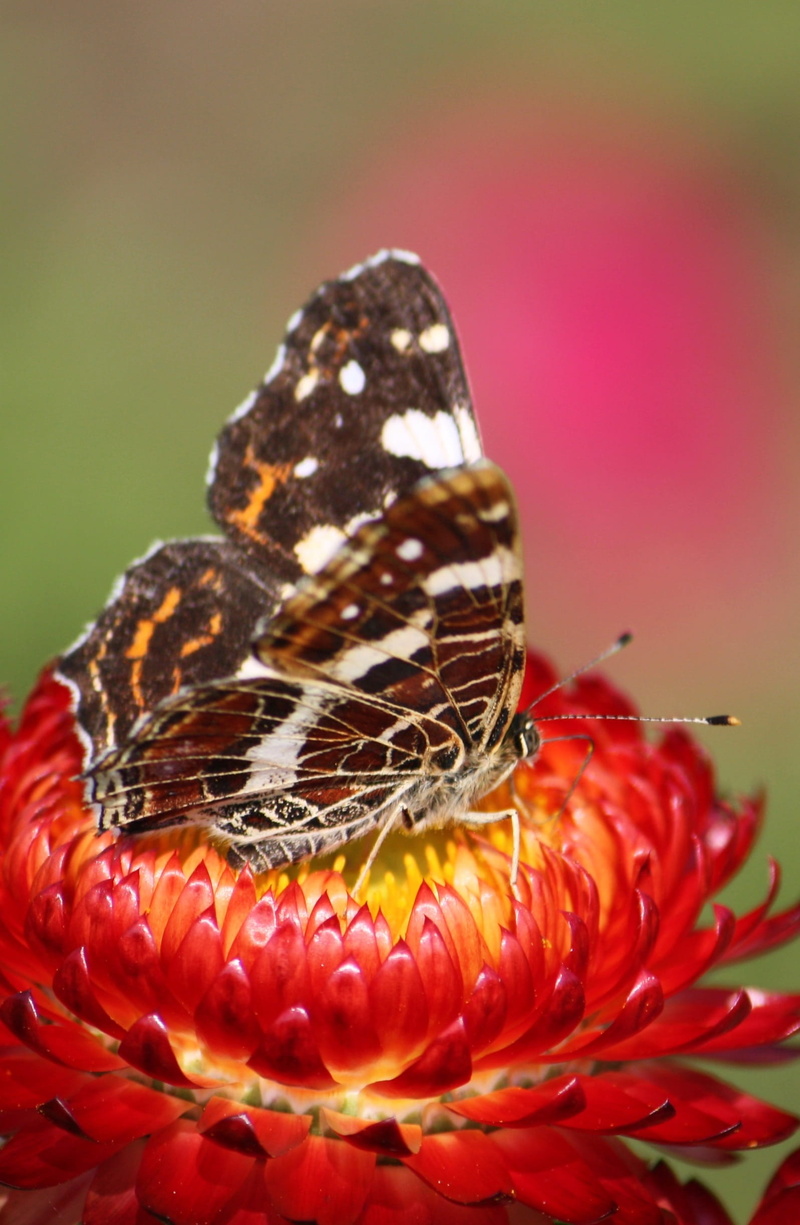 invertebrate, red, flower head, italicum, asteraceae, animal wing, butterfly, Nature, yellow, summer flowering, westerwald, basket flowering plant material