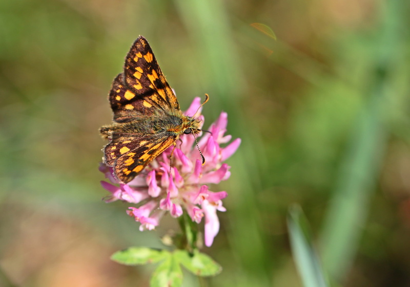 animal wing, wild flower, animals in the wild, one animal, fragility, close-up, summer, clover flower, nature, pink color, blossom, no people, animal wildlife