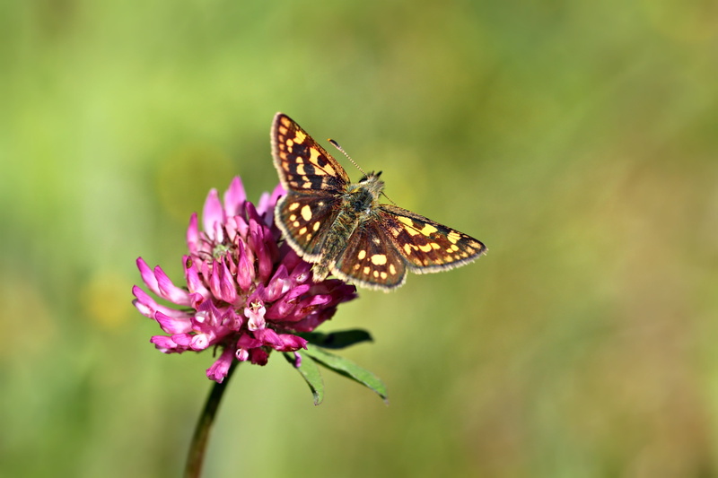 butterfly macro, no people, animal wildlife, animal Wing, yellow, pointed flower, pollination, pink, cluster, invertebrate, butterfly - Insect, red clover