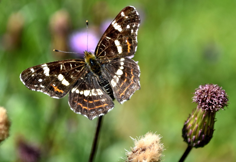 petal, animal wildlife, insect, 2K, pollination, outdoors, butterfly, freshness, plant, animals in the wild, focus on foreground, no people, animal, fragility