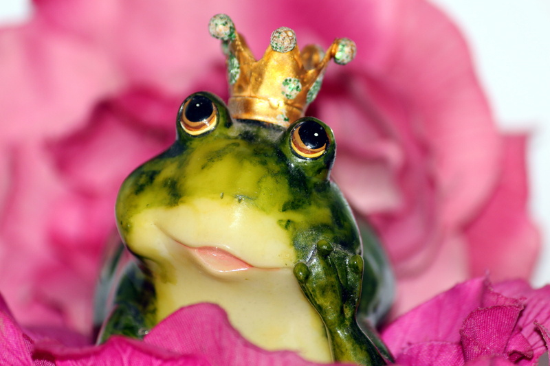 dreamy, ernst, thoughtful, frustration, amphibian, being alone, nature, emotions, figurine, request, sad, no people, wait, 5K, flowering plant, food, wish you