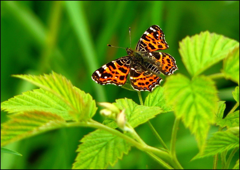 macro, multi Colored, beauty In Nature, green leaf, flower, animals, flight insect, wait, green Color, insect, black butterfly, macro photo, probe, pollination