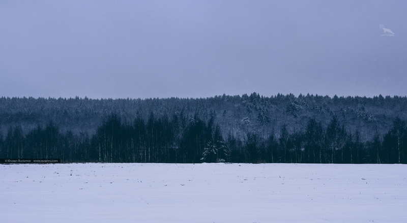 environment, snowing, non-urban scene, travelphotography, trees, production, woodland, pine, khusen rustamov, snow, 1080P, green, woods, tree, snowlandscape