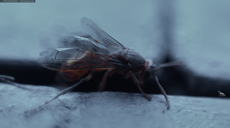 wallpapers, animal wing, fly, irbis, animal wildlife, animal themes, one animal, animal, nature, animal body part, art, insect, wasp, animals in the wild