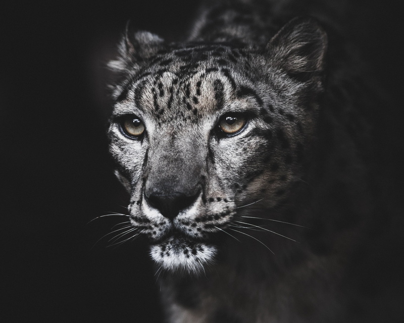 portrait, snow leopard, IRBIS, 1080P
