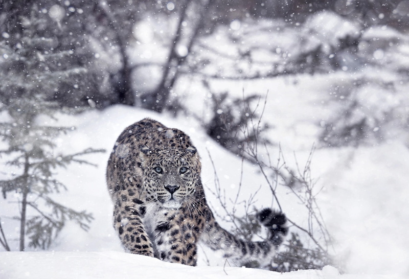 predator, snow, snow leopard, IRBIS, 1080P, forest, winter, leopard