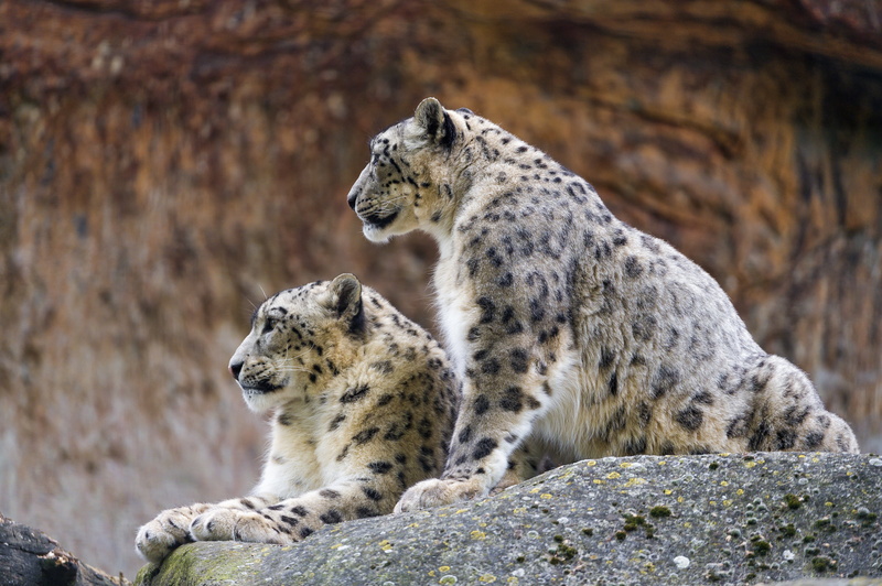 two animals, leopards, solid, carnivore, black, extreme Terrain, carnivora, leopard, feline, rock - object, animal Head, outdoors, animals in captivity