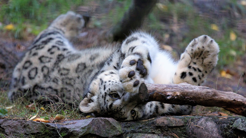 cat, IRBIS, lies, snow leopard, bars, pose, 4K, face