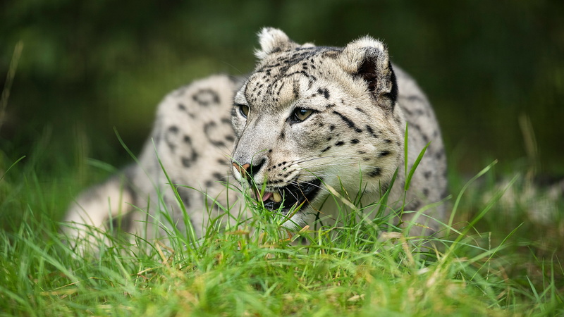 nature, 4K, IRBIS, look, snow leopard, portrait