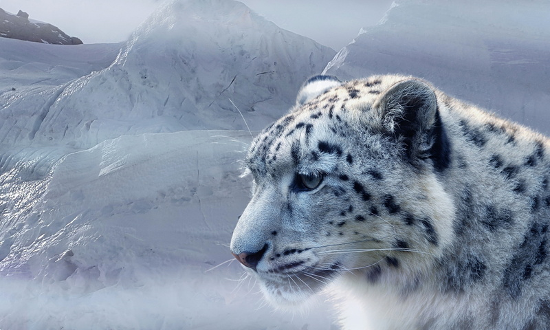 face, snow, snow leopard, IRBIS, predator, 2K, ice