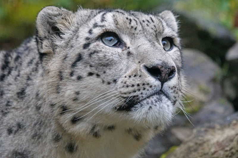 5K, animal head, no people, carnivora, animal themes, nature, animal portrait, panthera uncia, stains, close-up, vertebrate, animals in the wild, photo