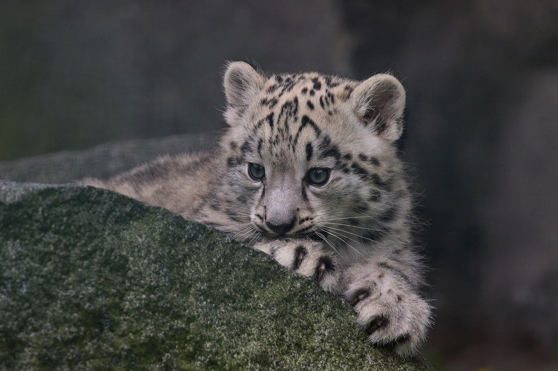 snow leopard, cub, IRBIS, stone, kitty, 1080P
