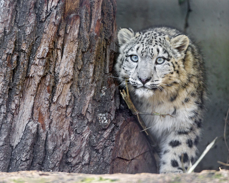 big cat, nature, cat, animal wildlife, feline, ©Tambako The Jaguar, animal themes, leopard, trunk, white tiger, 2K, one animal, whisker, tree, look, snow