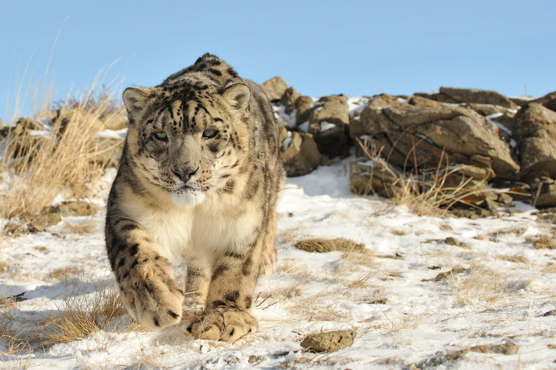 one animal, stones, white, cat, snow leopard, animals in the wild, day, tiger, animal, vertebrate, pets, IRBIS, cold temperature, land, nature, snow, 1080P