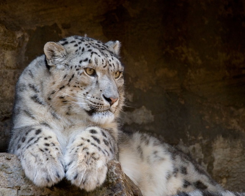 wild cats, 720P, Snow Leopard, IRBIS, predator