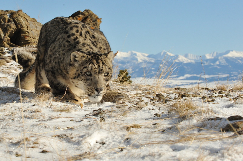 look, snow, IRBIS, snow leopard, mountains, cat, 1080P, nature