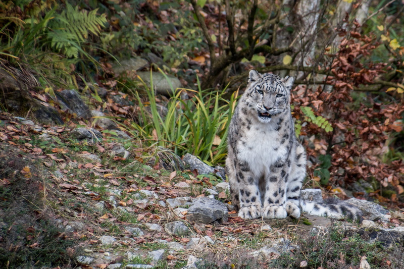 field, land, 4K, mammal, looking at camera, panthera uncia, no people, snow leopard, vertebrate, one animal, black, animals in the wild, noble, plant