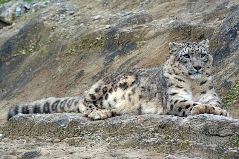 carnivora, 5K, resting, photo, noble, mammal, big cat, rock, black, predator, wildlife photography, männllch, animals in the wild, animal, nature, feline
