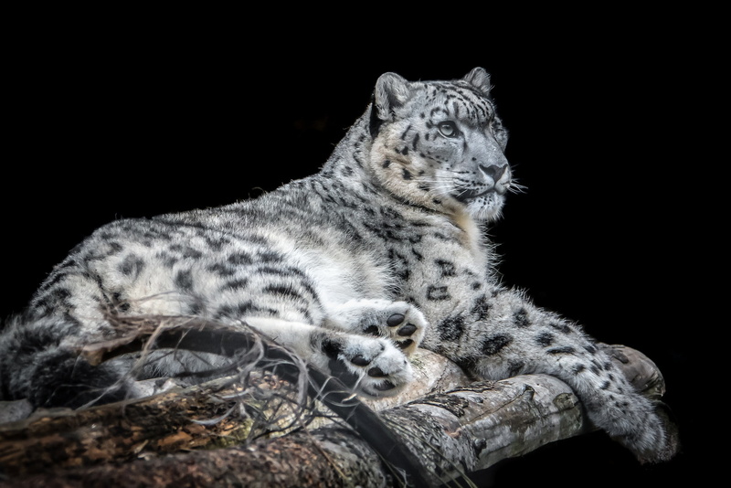 IRBIS, handsome, 1080P, snow leopard