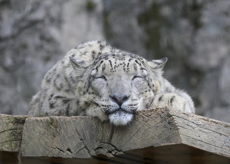 snow leopard, face, IRBIS, cat, 1080P