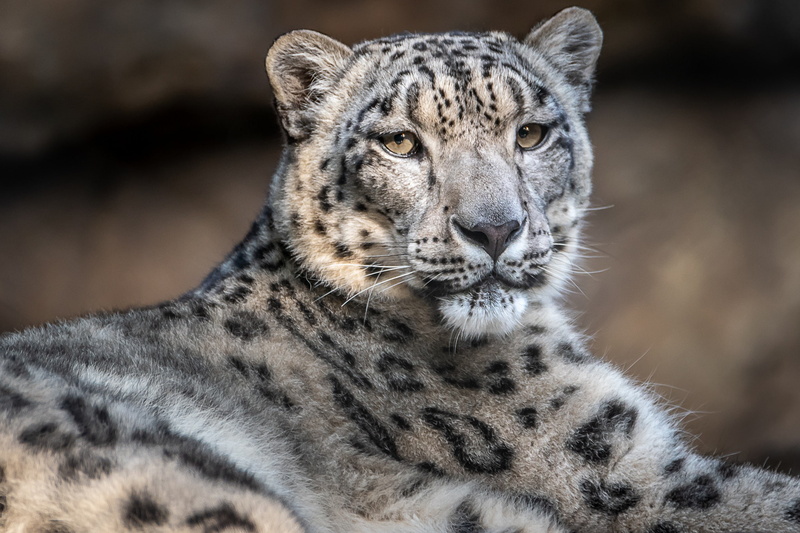 handsome, snow leopard, portrait, IRBIS, 1080P