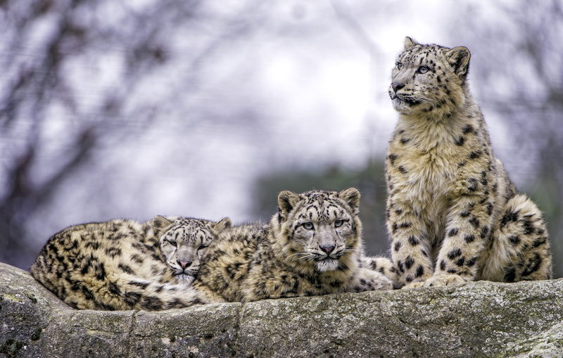 predators, trio, snow leopard, 2K, IRBIS