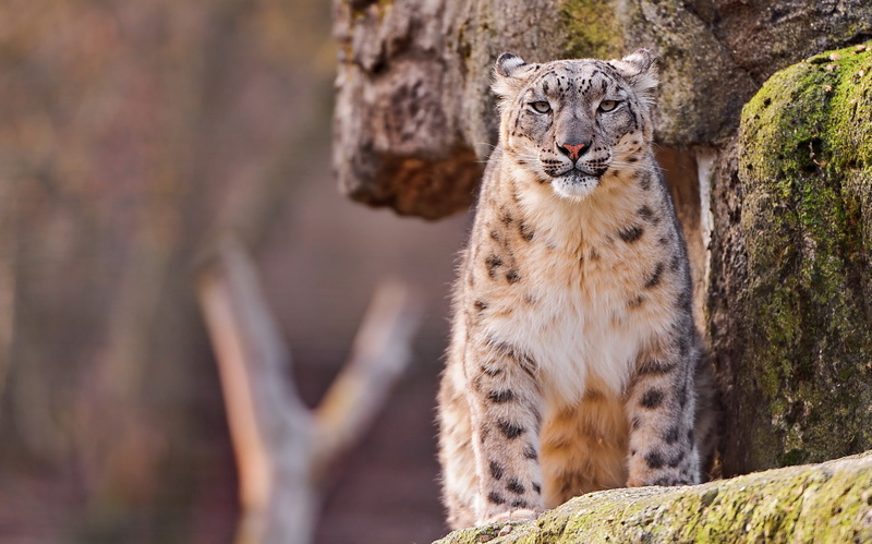 2K, IRBIS, snow leopard, rock, look