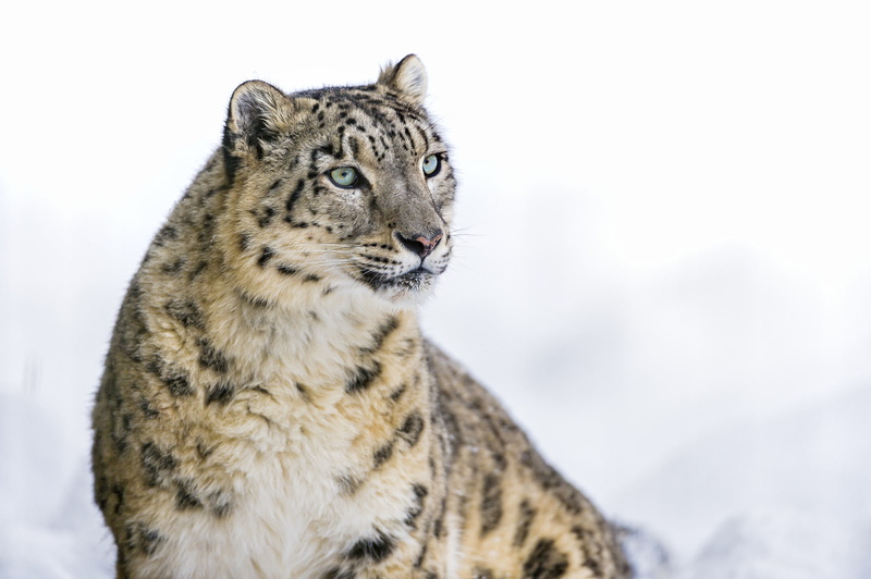black, snow leopard, IRBIS, big cat, 1080P, leopard, brown