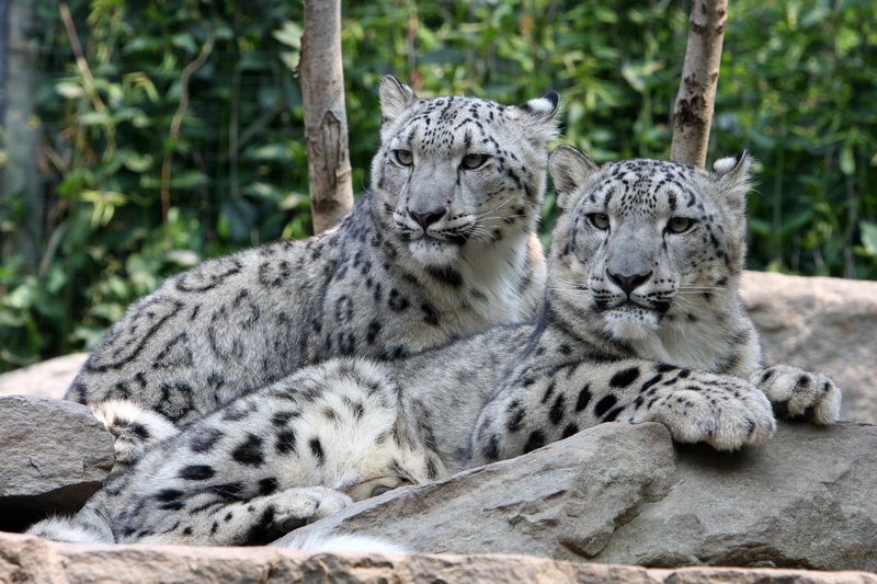 4K, snow leopard, fur, day, IRBIS, black, safari Animals, stones, pair, no People, resting, focus on foreground, mammal, zoo, danger, cat, undomesticated Cat