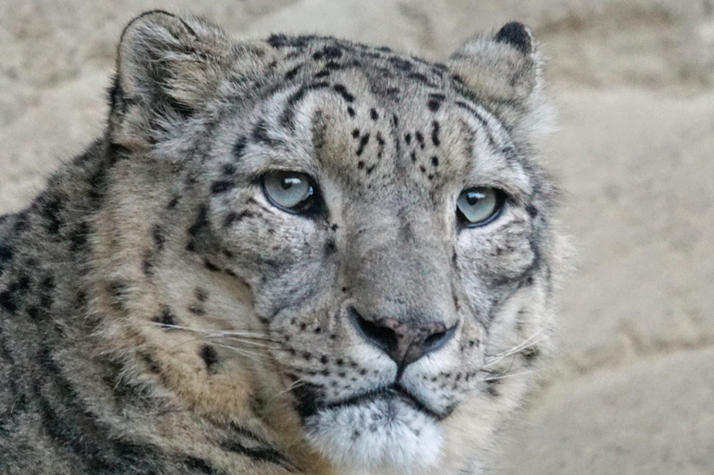 2K, carnivora, focus on foreground, predator, animal wildlife, snow leopard, animal body part, animal eye, vertebrate, black, close-up, threatened, one animal