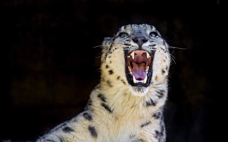 animal teeth, vertebrate, predator, aggression, roaring, one animal, animal, black background, snow leopard, grin, no people, mouth, whisker, mammal, portrait