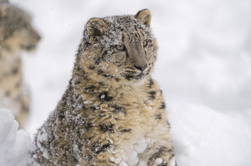 face, 2K, IRBIS, portrait, predator, wild cat, snow leopard