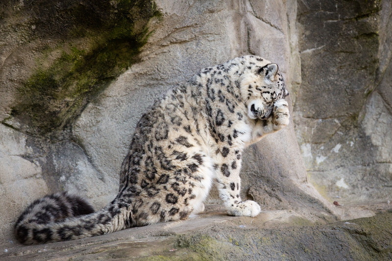 big Cat, cat, danger, no People, carnivora, animal Head, large, carnivore, rock formation, IRBIS, spot, rock - object, vertebrate, tail, animal wildlife