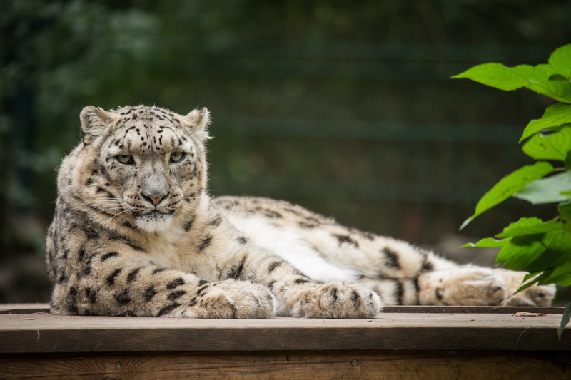 brown, animal markings, zoo, stay, one animal, cat, white tiger, feline, mammal, wood - material, animal, no people, vertebrate, carnivora, animals in captivity