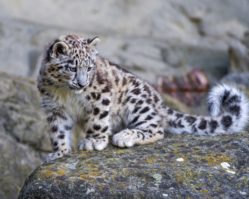 cub, IRBIS, stone, snow leopard, 2K