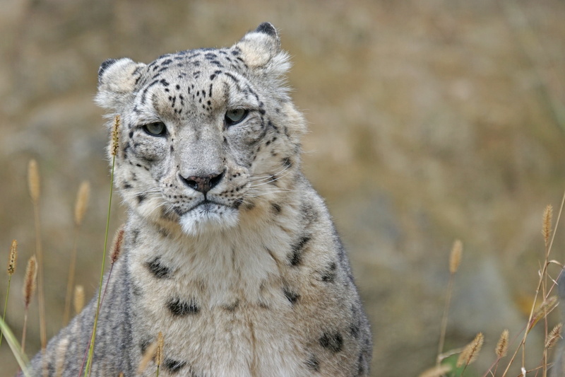 animal portrait, cat, mammal, portrait, one animal, vertebrate, cheetah, animal themes, noble, photo, no people, snow leopard, panthera uncia, focus on foreground