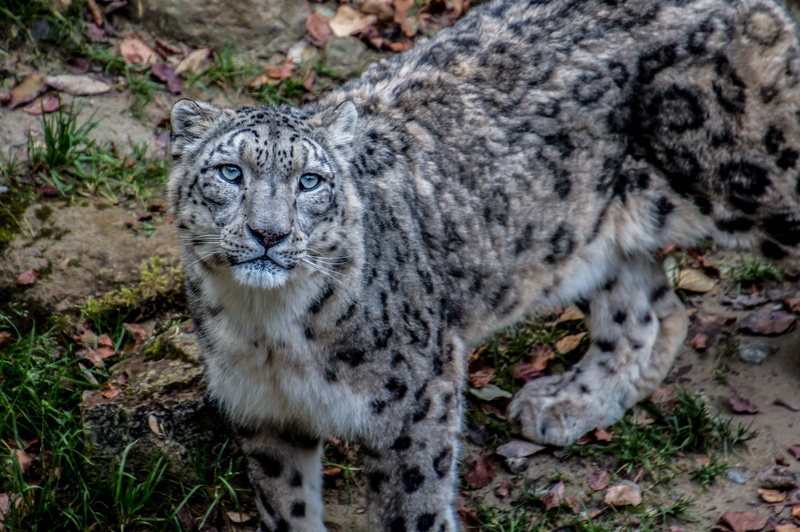 pets, 4K, stains, whisker, portrait, white, feline, noble, cat, snow leopard, vertebrate, white leopard, high angle view, panthera uncia, fur, animals in the wild