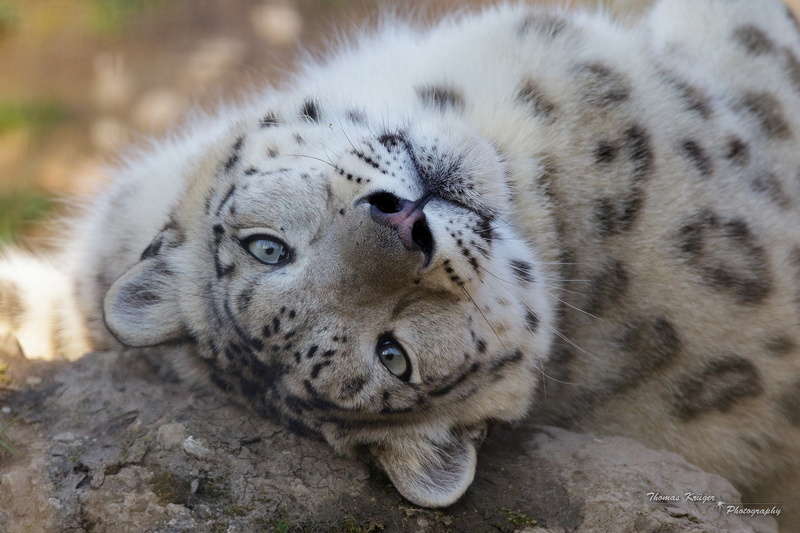 1080P, IRBIS, face, wild cat, predator, snow leopard
