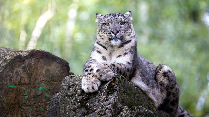 look, handsome, IRBIS, 4K, bokeh, pose, portrait, snow leopard, lies, log, face, stone