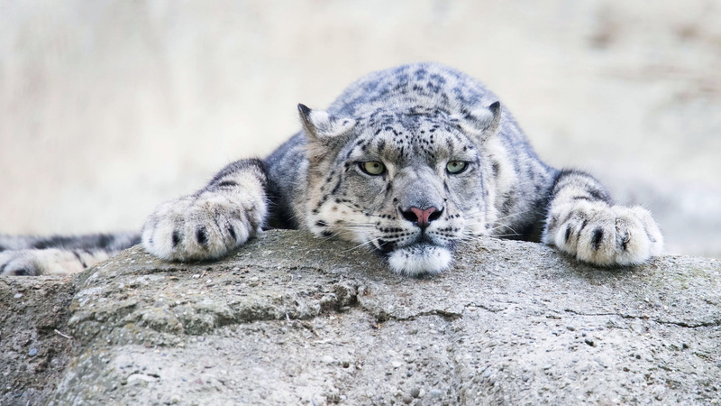 portrait, wild cat, 2K, look, pose, face, IRBIS, light background, lies, snow leopard