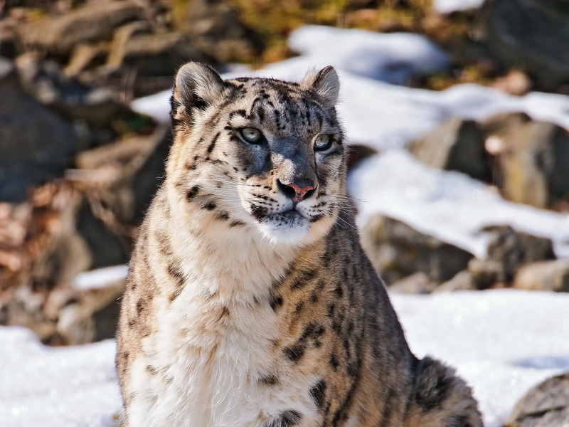 fluffy cat, mountains, beautiful predator, snow leopard, looks, face, 4x3, uncia uncia, IRBIS, 1080P, snow
