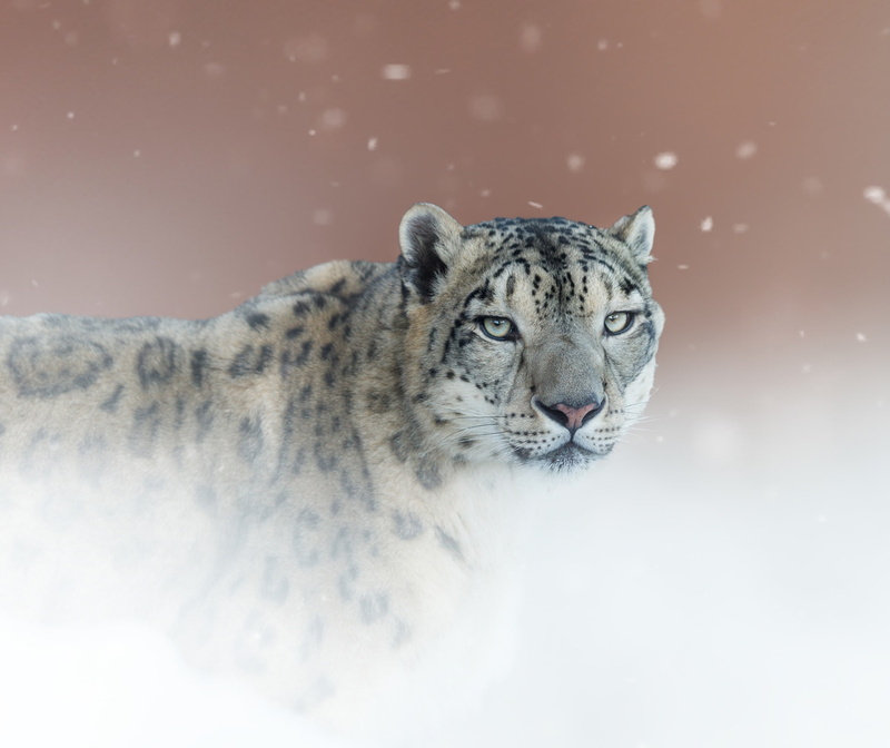 look, portrait, Snow leopard, 1080P, wild cat, background, IRBIS