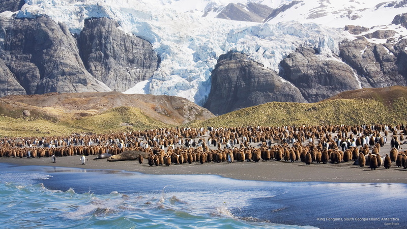georgia, penguins, Birds, antarctica, south, 2K, island, king