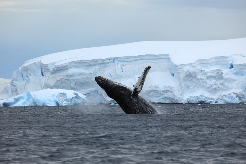 water, outdoors, motion, snow, whale, nature, Antarctica, sea, ice, cold temperature, 5K, animals in the wild, ocean, underwater, mammal, day, 4k, animal